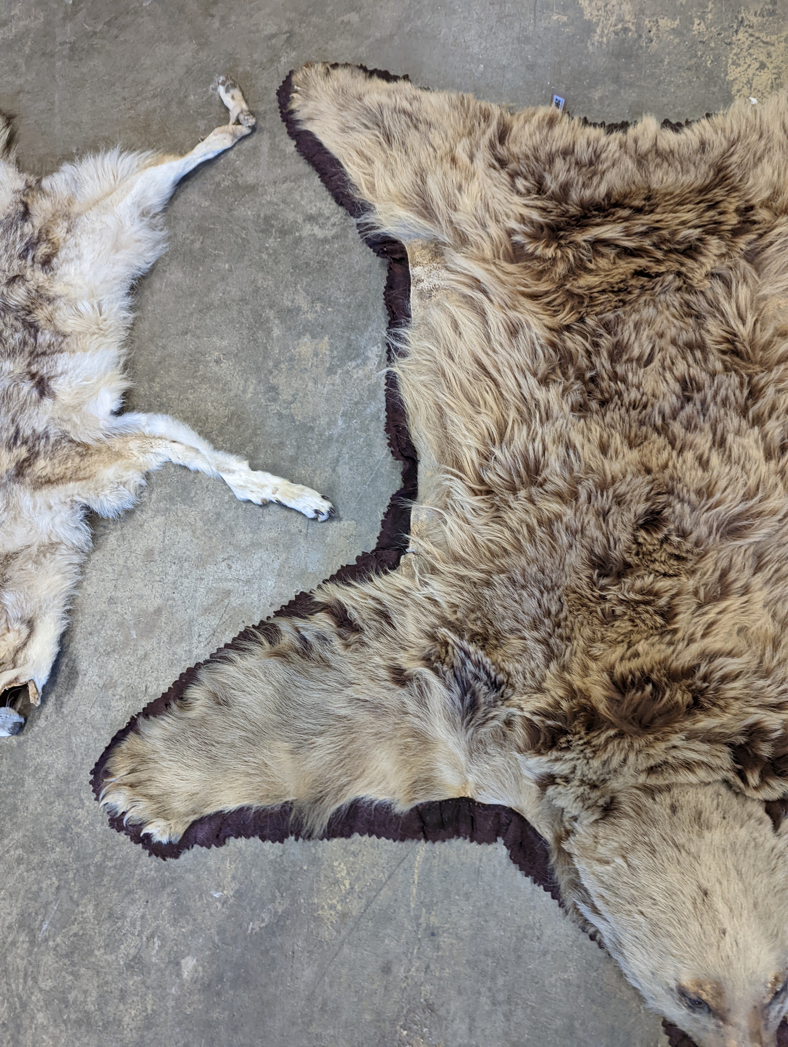 Taxidermy, a Brown Bear skin rug with head and stitched felt border, nose to tail 155cm together with a wolf skin